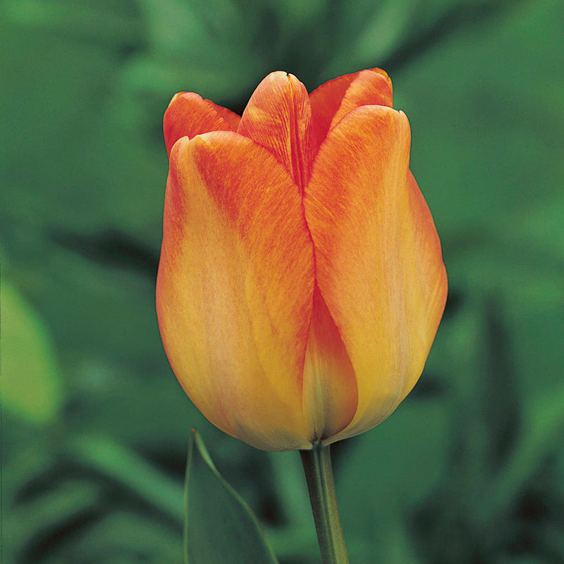 Daydream Darwin Tulip