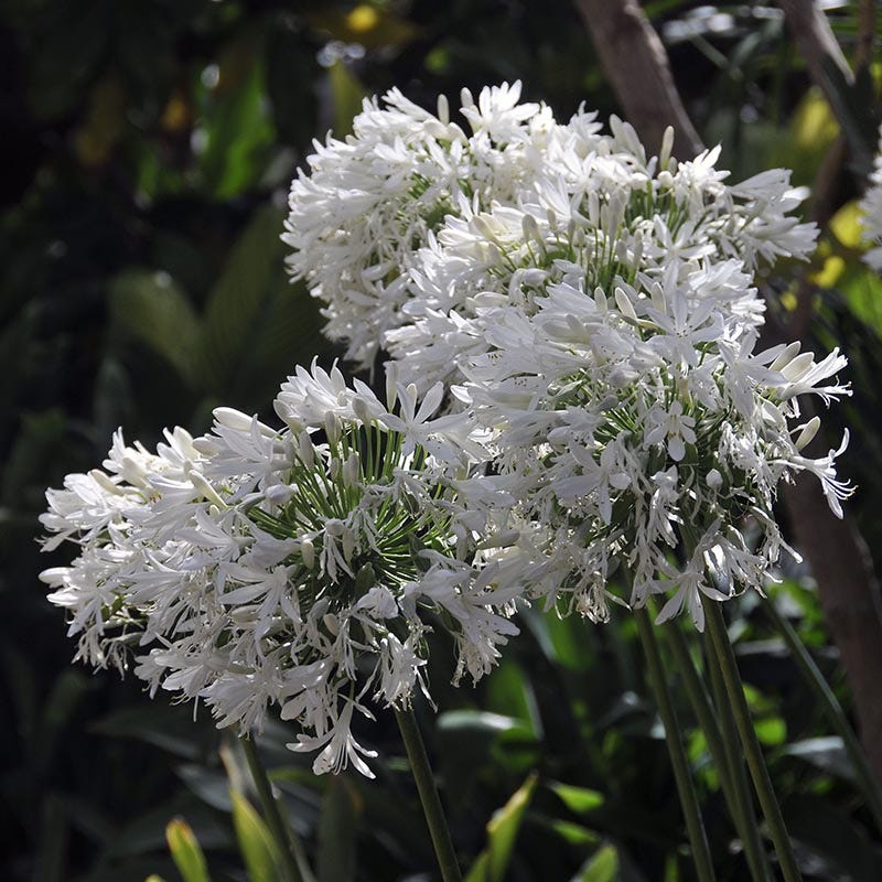 White Lily Of The Nile (Agapanthus)