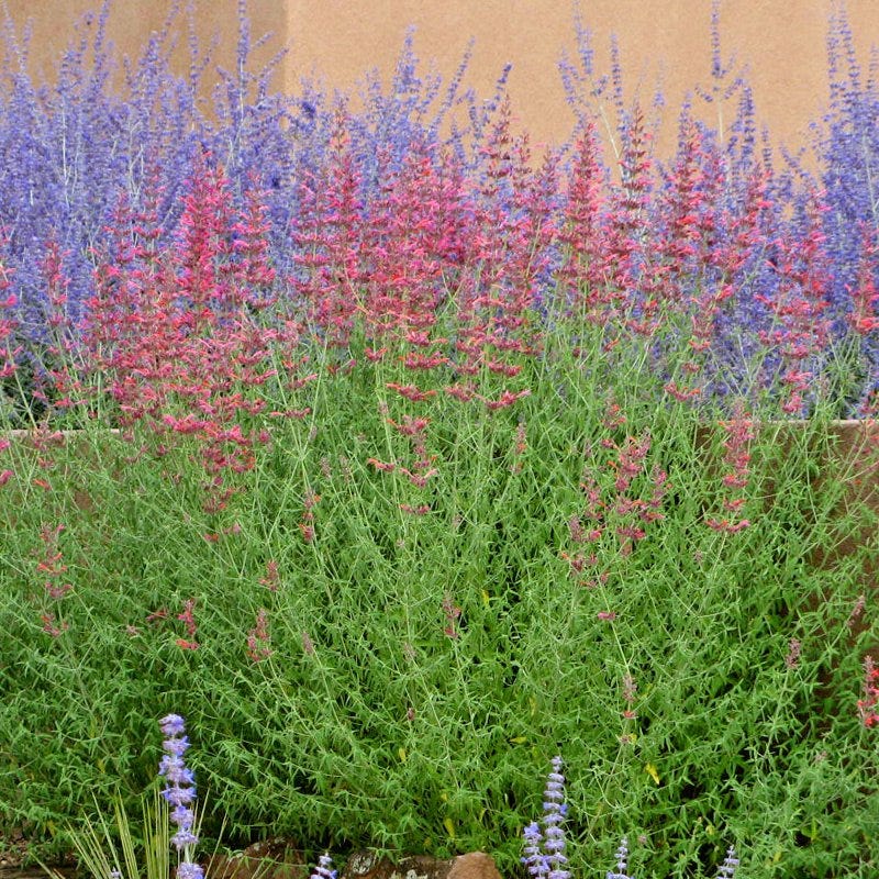 Desert Sunrise® Agastache