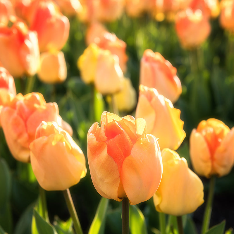 Daydream Darwin Tulip