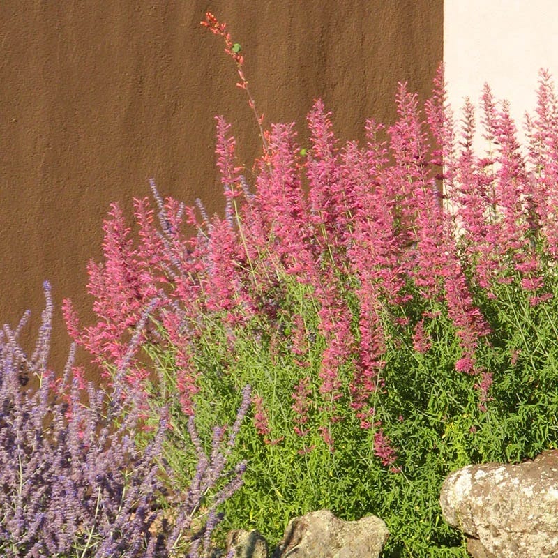 Desert Sunrise® Agastache