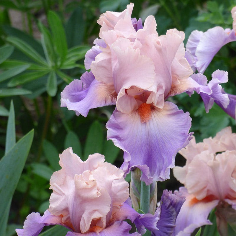 Discovered Treasure Bearded Iris