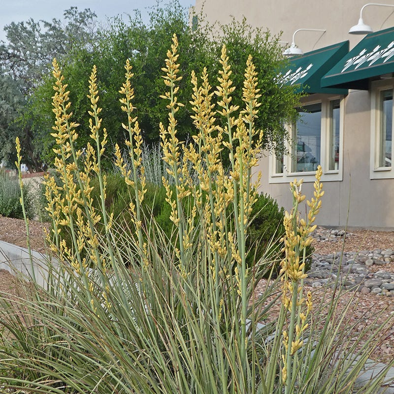 Yellow Flowering Texas Yucca (Hesperaloe)