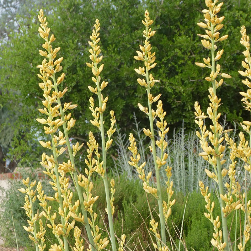 Yellow Flowering Texas Yucca (Hesperaloe)