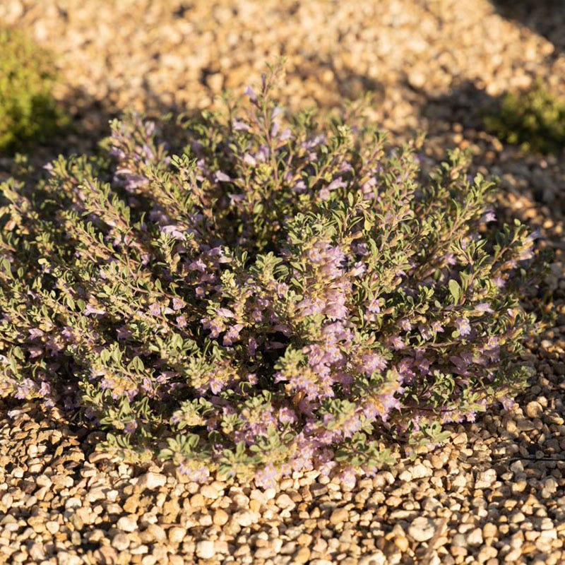 Tushar Bluemat Penstemon