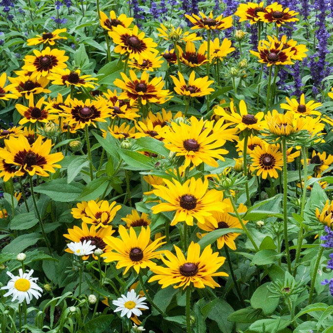Denver Daisy Black Eyed Susan