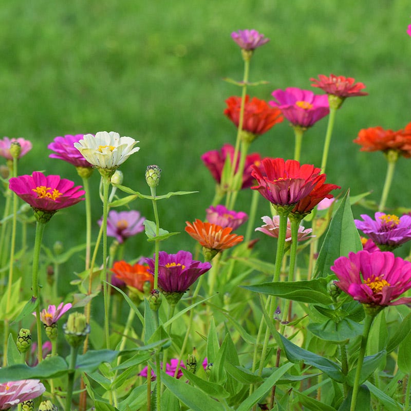 Zinnia Seeds