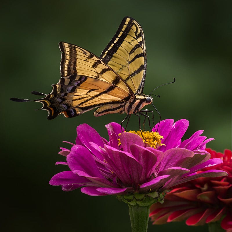 Zinnia Seeds